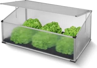 A small greenhouse with lettuce growing inside.