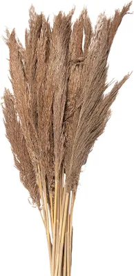 Zdjęcie produktu dla Clayre & Eef suszone kwiaty 100 cm brązowe suszone kwiaty