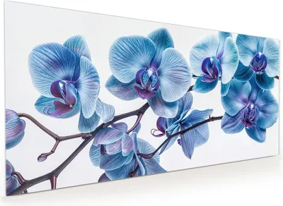 Produktbild von Küchenrückwand Spritzschutz Glas mit Motiv Blaue Orchideen Blüte 40 x 40 cm