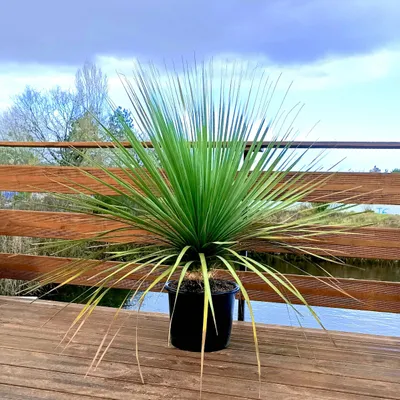 A potted plant sits on a wooden deck with a wooden railing and a body of water in the background.