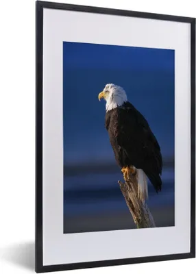 Produktbild von MuchoWow® MuchoWow® Gerahmtes Poster Adler - Nahaufnahme - Zweig 40x60 cm - Poster mit zchwarzem Bilderrahmen - Poster in Rahmen