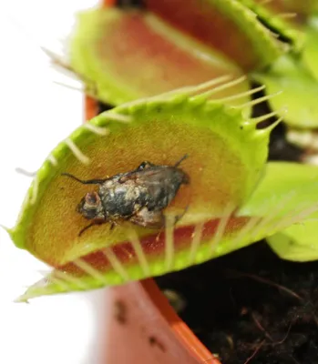 Image de Piège à mouches Vénus - Dionaea muscipula - pot de 12cm