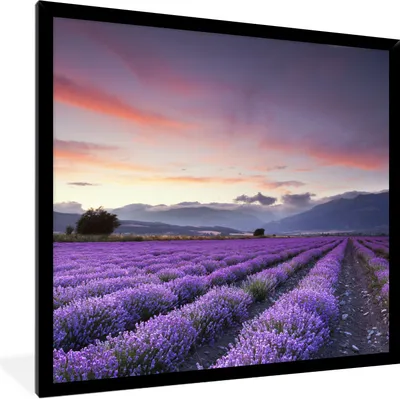 Produktbild von MuchoWow® Gerahmtes Poster Sonnenuntergang über Lavendel 40x40 cm - Poster mit Schwarzem Bilderrahmen Wandposter Rahmen Foto Bilder - Mit Rahmen - Wanddekoration Schlafzimmer