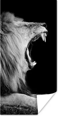 Produktbild von MuchoWow® Poster Löwe - Wildtiere - Gras - Schwarz - Weiß 20x40 cm - Plakat - Foto