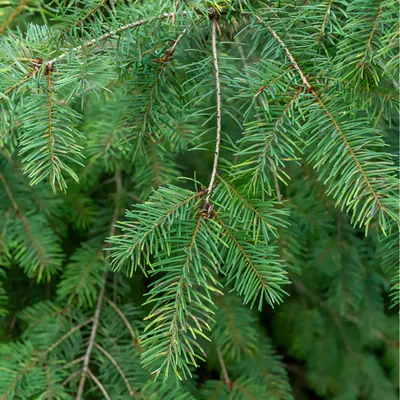 A close-up view of green pine needles and branches.