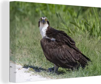 Zdjęcie produktu dla OneMillionCanvasses® - Obrazy na płótnie - 140x90 cm, rybołów - trawa - ptak, dekoracja ścienna - zdjęcie na płótnie - obraz na drewnianej ramie