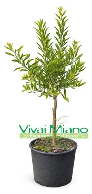 Obrázek produktu pro Semínko/Sázenec citrusu Finger Lime odrůdy Eremorange nebo Giallo (v květináči - 20)