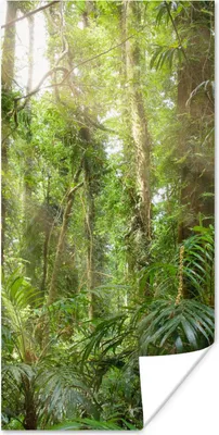 Produktbild von MuchoWow® Poster Licht im Wald 20x40 cm - Plakat - Foto