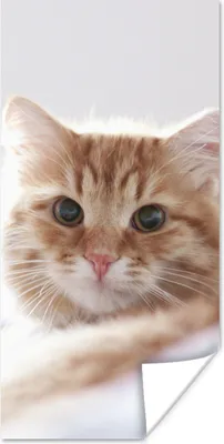 Produktbild von MuchoWow® Poster Katze - Rot - Bett - Mädchen - Kinder - Jungen 80x160 cm - Kinderzimmer