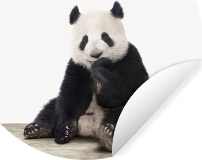 Produktbild von MuchoWow® Runde Wandtattoo - Wandsticker Tapete Aufkleber Tiere - Panda - Schwarz - Weiß Ø 80 cm Selbstklebend und Repositionierbar - Wandaufkleber - Kreis - Mauerkreis - Wand Bilder - Wandsticker - Wohnzimmer Dekoration - Dekoration für die Wände - Aluminium - Babyzimmer