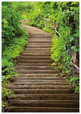 Produktbild von Wallario Premium Glasbild, freischwebende Optik, kräftige Farben, Größe 100 x 70 cm Motiv Steintreppe im Wald