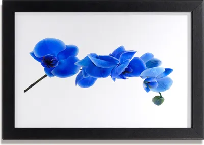 Produktbild von Bild 30x20 MDF-Rahmen Wandkunst Natur Blume Pflanze