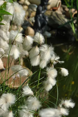 Produktbild von Schmalblättriges Wollgras, im Topf - Eriophorum angustifolium