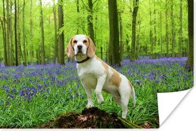 Produktbild von MuchoWow® Poster Ein Beagle in einem bunten Wald 120x80 cm - Bilder