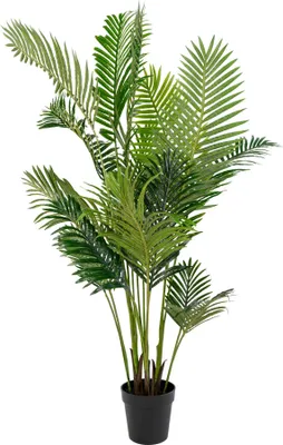 Obrázek produktu pro Areca-Palme