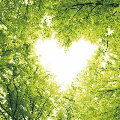 Produktbild von 240 Duni Tissue-Servietten 33 x 33 cm Nature Love 3-lagig