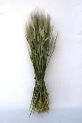 Produktbild von Gerste Deko Getreide natur 65 cm grün Trockengesteck