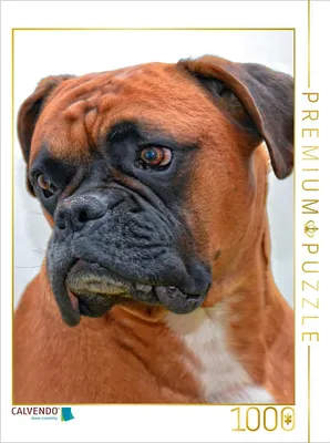 Produktbild von CALVENDO Puzzle Deutscher Boxer | 1000 Teile Lege-Größe 64x48cm Foto-Puzzle für glückliche Stunden