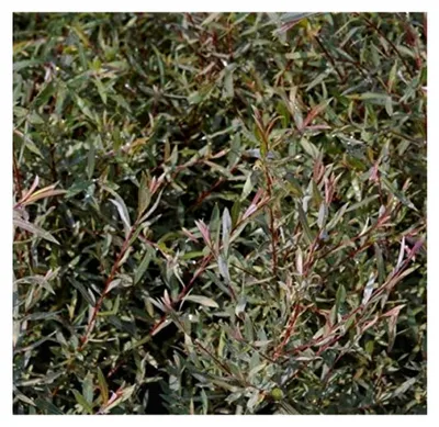 Produktbild von Zwergweide Nana - Kugelweide - Purpurweide - Salix purpurea 60-100