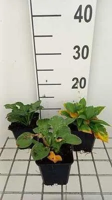 Immagine prodotto di 6 x Hosta ventricosa - Hosta - Vaso 9 x 9 cm