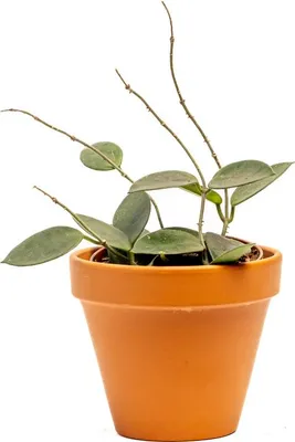 Obrázok produktu pre Gardners Hoya Chouke, priemer 9 cm