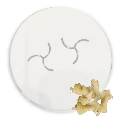 Produktbild von MY PASTA - Fusilli XL 1 Stück -  Matrize Nudelform für Nudelmaschinen geeignet für Philips Pastamaker Avance Nudelmaschine