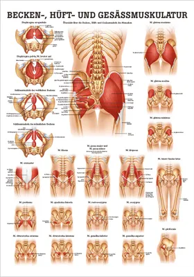 Produktbild von Gesäss, Hüfte u. Beckenmuskulatur Mini-Poster Anatomie 34x24 cm med. Lehrmittel