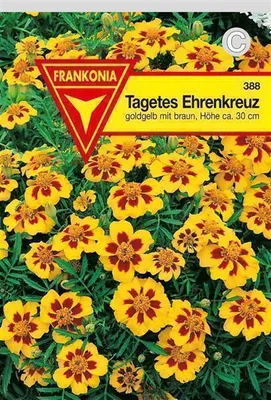 Produktbild von Tagetes Ehrenkreuz niedrig