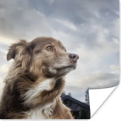 Produktbild von MuchoWow® Poster Starrender Hund 50x50 cm - Wohnzimmerdekoration