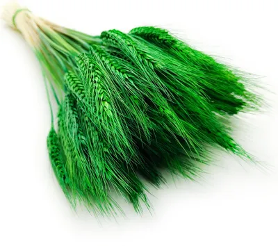 Produktbild von Triticale Getrocknete - Grün