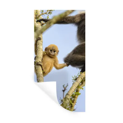 Produktbild von MuchoWow® Wandtattoo Wandsticker Wandaufkleber Junger Affe schaut in die Kamera 40x80 cm Selbstklebend und Repositionierbar - Repositionierbar - Wasser abweisend