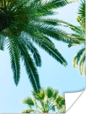 Produktbild von MuchoWow® Poster Palmwedel - Himmel - Sommer - Tropisch 90x120 cm - Wohnzimmer