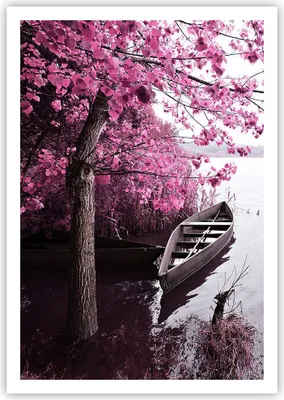 Produktbild von Poster - Poster ohne Rahmen - See Rosa Bäume - 70x100 cm - Wand Bild - Wanddeko - Wandbilder - Kunstposter - Wandposter - Bilder - Kunstdruck - Wanddekoration - Wandbild - P2XPA70x100-4147