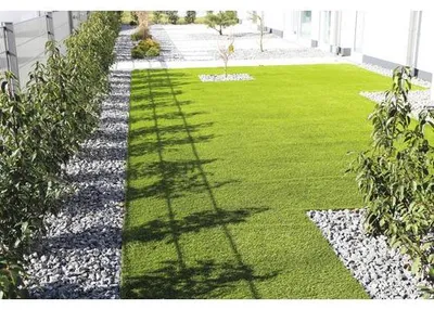 Produktbild von Portugiesischer Kirschlorbeer Prunus lusitanica 'Angustifolia' 100-125 cm im ClickCo