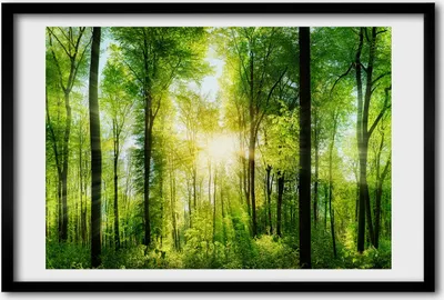 Produktbild von Bild 60x40 MDF-Rahmen, Wandkunst Wald in der Sonne