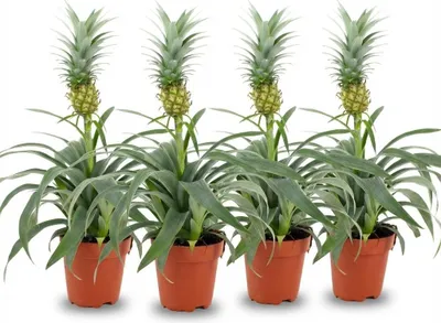 Produktbild von Ananaspflanze Mi Amigo - 4 Pflanzen - Ø12cm - Höhe 35-40cm - Tropische