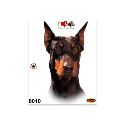 Immagine prodotto di Adesivo Dobermann 14 x 16 cm