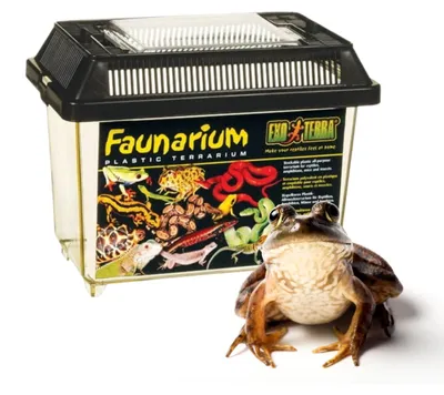 Produktbild von Exo Terra Faunarium groß Groß 37 x 22 x 24,5 cm EX-2655