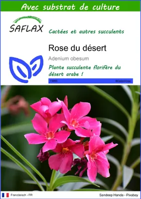 Image de SAFLAX  - Rose du désert - 8 graines - Avec substrat - Adenium