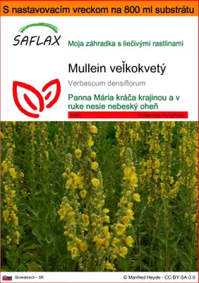 Obrázok produktu pre SAFLAX Garden in the bag - Mullein veľkokvetý - Verbascum densiflorum - 500 Semená - S pestovateľským substrátom v praktickom samostaviteľnom vrecku