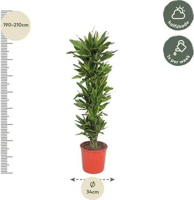 Produktbild von Drachenbaum Dracaena Golden Coast Pflegeleicht & robust 200cm Ø34cm Grünpflanze