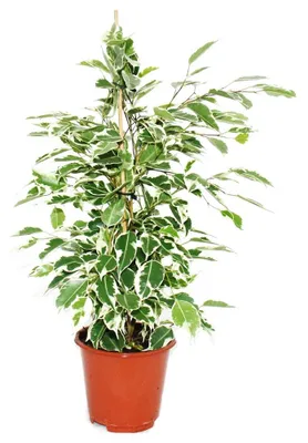 Produktbild von Ficus benjamini "Twilight", Birkenfeige 14cm