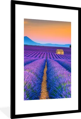 Produktbild von MuchoWow® Gerahmtes Poster Lavendel - Lila - Blumen 60x90 cm - Poster mit Schwarzem Bilderrahmen Wandposter Rahmen Foto Bilder - Dekoration - Wandposter Wohnzimmer - Hochwertig