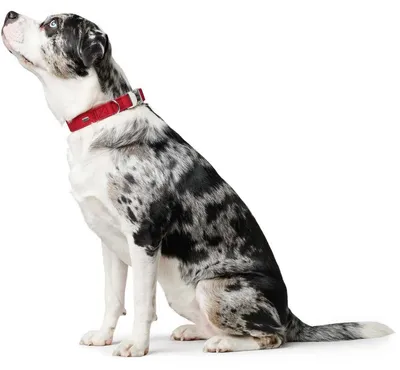Zdjęcie produktu dla Obroża Hunter Softie Alu-Strong