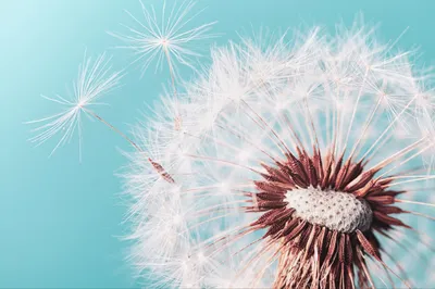 Produktbild von Muralo Fototapete Blumen 405 (B) x 270 (H) cm Vlies Tapete Wandtapeten 3D Effekt Pusteblume Wohnzimmer Schlafzimmer moderne Wandbilder XXL Pflanzen Natur Wand Dekoration