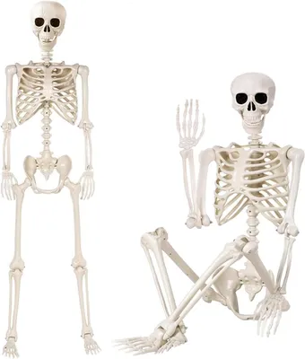Image de Squelette décoratif pour Halloween, 165 cm, articulations réglables, idéal pour la décoration d'une maison hantée