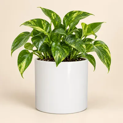 Produktbild von Mica Decorations Blumentopf - weis - Keramik - 19 x 17 cm