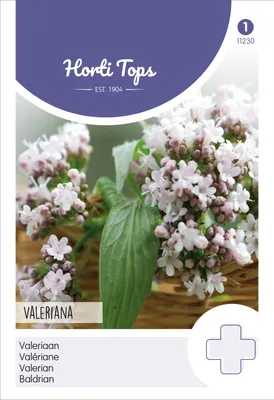 Produktbild von Baldrian | Heilpflanzensamen von Hortitops