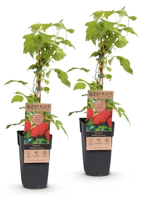 Image de Green boutiQ - Arbre fruitier - Rubus idaeus Malling Promise - Framboisier - Résistant au froid - Framboise rouge - 2 plants - Pot de 15 cm - Hauteur 50 cm