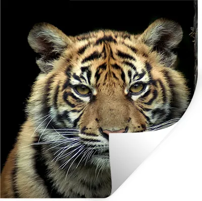 Produktbild von MuchoWow® Wandtattoo Wandsticker Wandaufkleber Tiger - Schwarz - Jungtier 30x30 cm Selbstklebend und Repositionierbar - Repositionierbar - Wasser abweisend